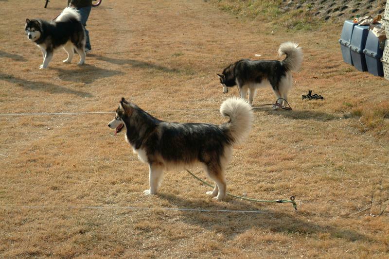 알래스카맬러뮤트 (Alaskan Malamute); DISPLAY FULL IMAGE.