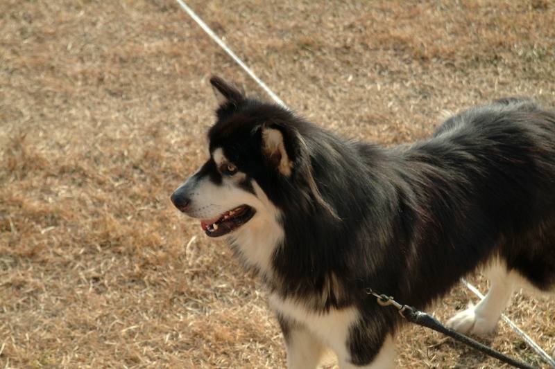 알래스카맬러뮤트 (Alaskan Malamute); DISPLAY FULL IMAGE.