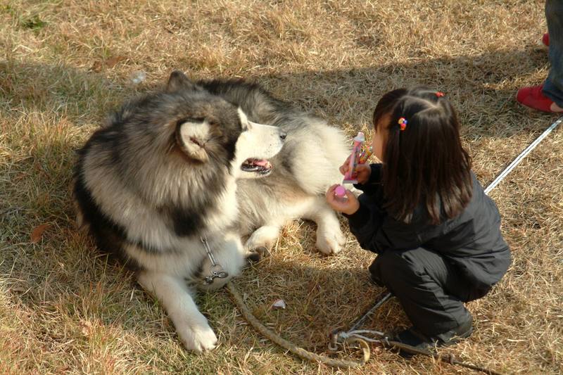 알래스카맬러뮤트 (Alaskan Malamute); DISPLAY FULL IMAGE.