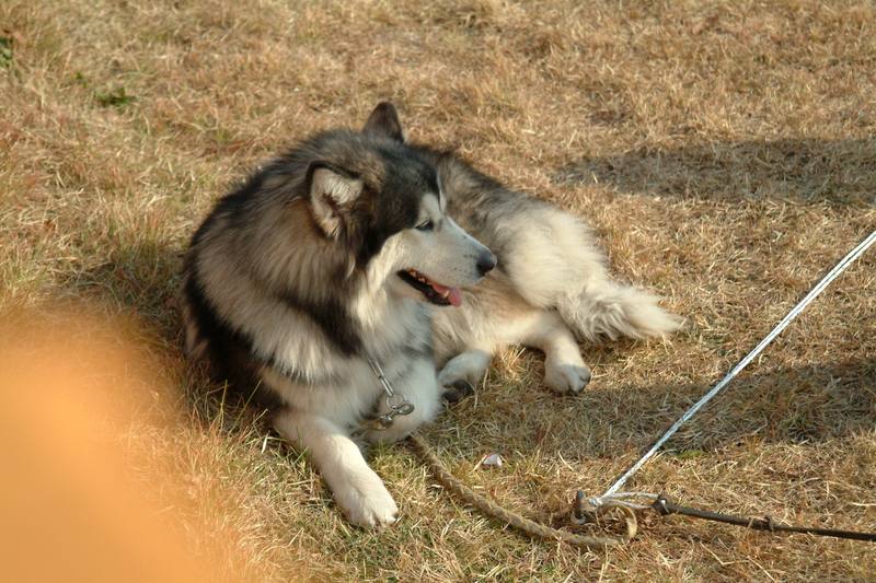 알래스카맬러뮤트 (Alaskan Malamute); DISPLAY FULL IMAGE.