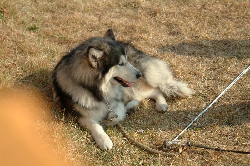 알래스카맬러뮤트 (Alaskan Malamute); DISPLAY FULL IMAGE.