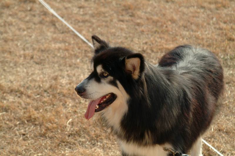 알래스카맬러뮤트 (Alaskan Malamute); DISPLAY FULL IMAGE.