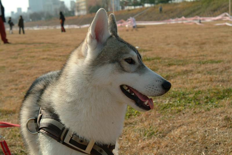 시베리아 허스키 (Siberian Husky); DISPLAY FULL IMAGE.