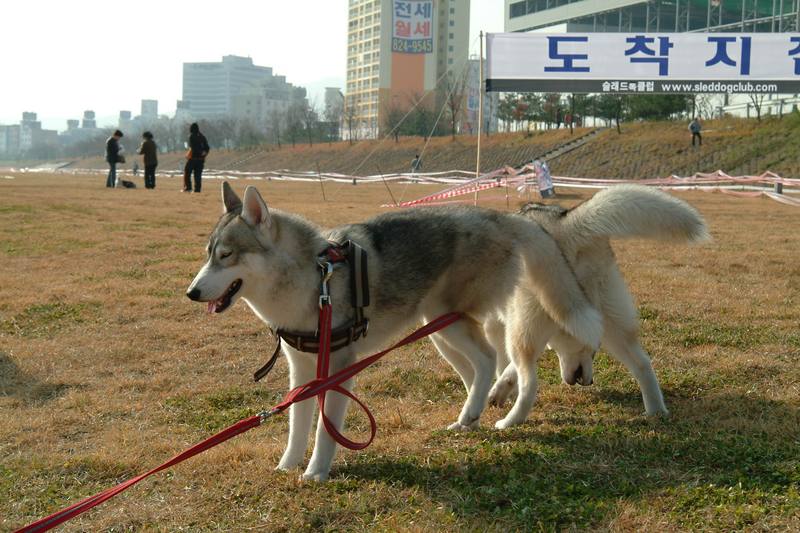 시베리아 허스키 (Siberian Husky); DISPLAY FULL IMAGE.