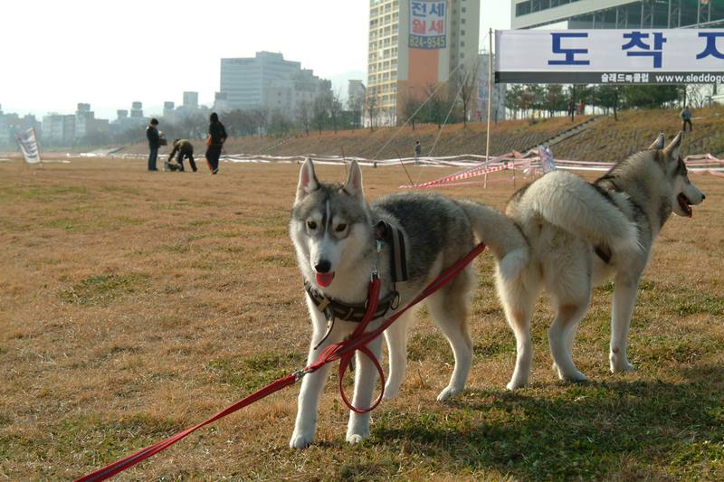 시베리아 허스키 (Siberian Husky); DISPLAY FULL IMAGE.