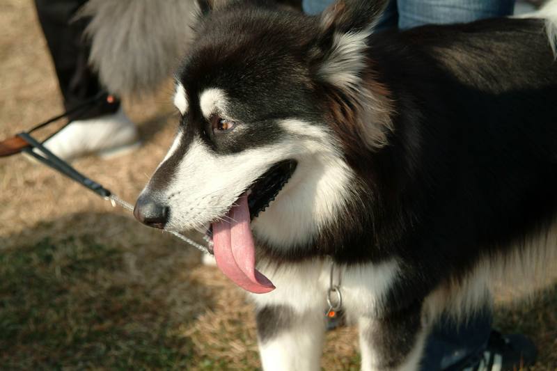 알래스카맬러뮤트 (Alaskan Malamute); DISPLAY FULL IMAGE.