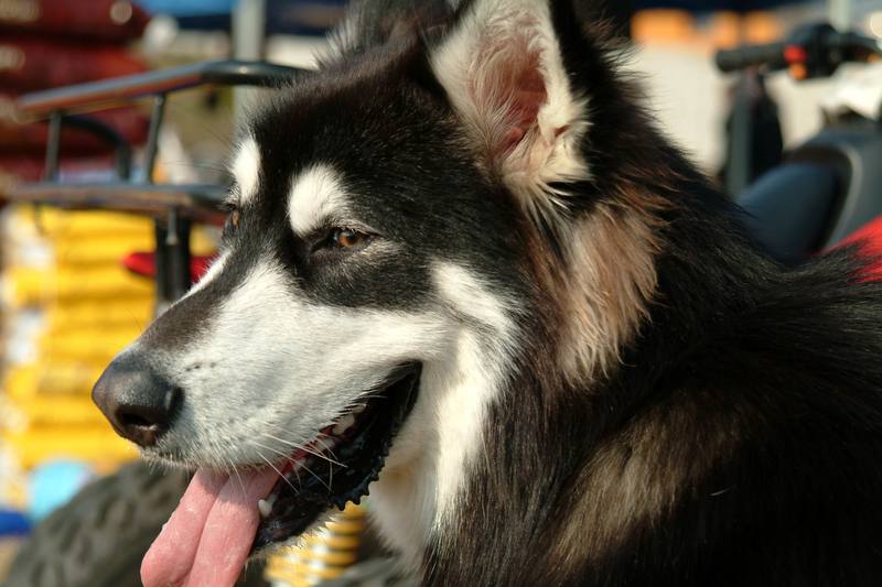 알래스카맬러뮤트 (Alaskan Malamute); DISPLAY FULL IMAGE.