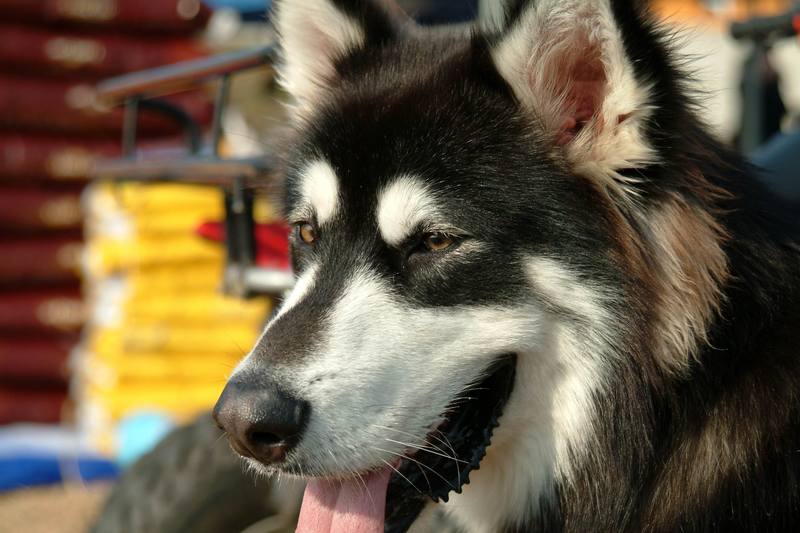 알래스카맬러뮤트 (Alaskan Malamute); DISPLAY FULL IMAGE.