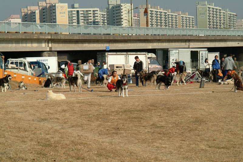 알래스카맬러뮤트 (Alaskan Malamute); DISPLAY FULL IMAGE.