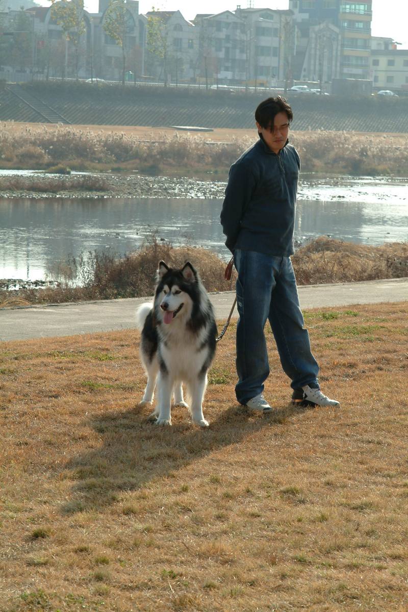 알래스카맬러뮤트 (Alaskan Malamute); DISPLAY FULL IMAGE.