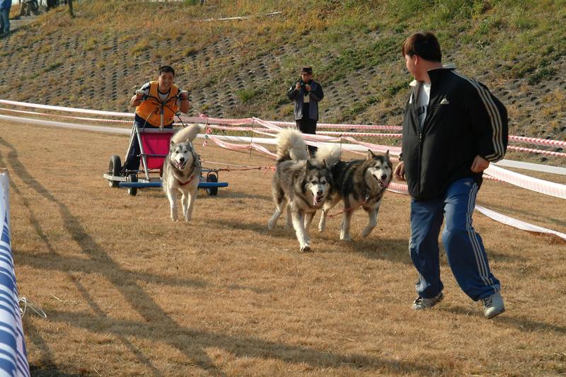 알래스카맬러뮤트 (Alaskan Malamute); DISPLAY FULL IMAGE.