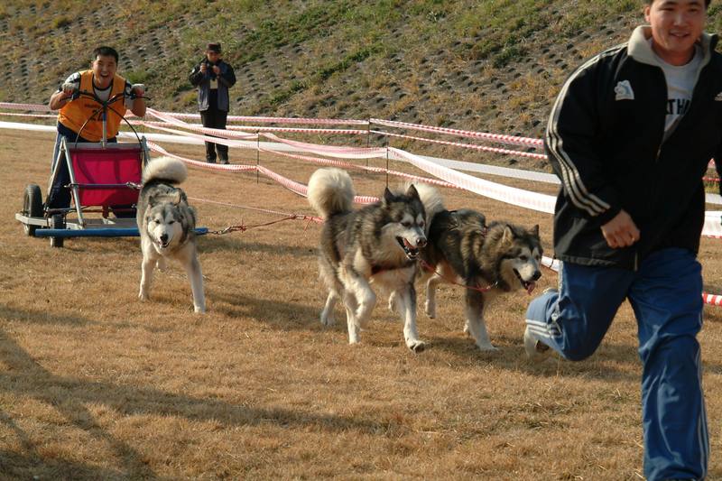 알래스카맬러뮤트 (Alaskan Malamute); DISPLAY FULL IMAGE.