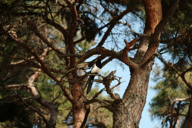 까치 Pica pica (Black-billed Magpie); DISPLAY FULL IMAGE.