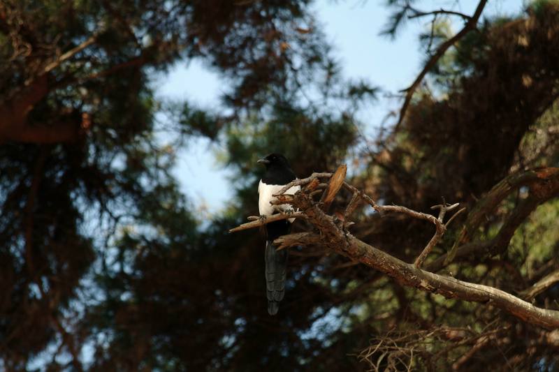 까치 Pica pica (Black-billed Magpie); DISPLAY FULL IMAGE.