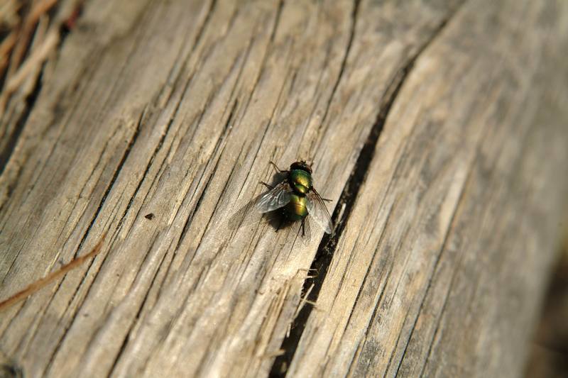 금파리 종류??? (Greenbottle); DISPLAY FULL IMAGE.