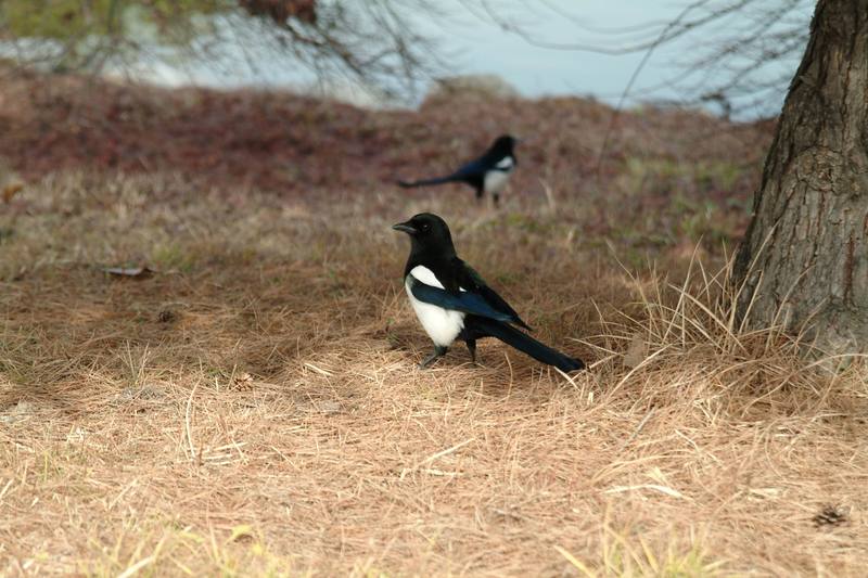 까치 Pica pica (Black-billed Magpie); DISPLAY FULL IMAGE.