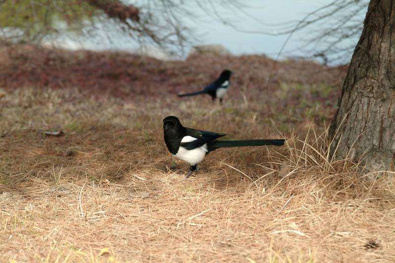 까치 Pica pica (Black-billed Magpie); DISPLAY FULL IMAGE.