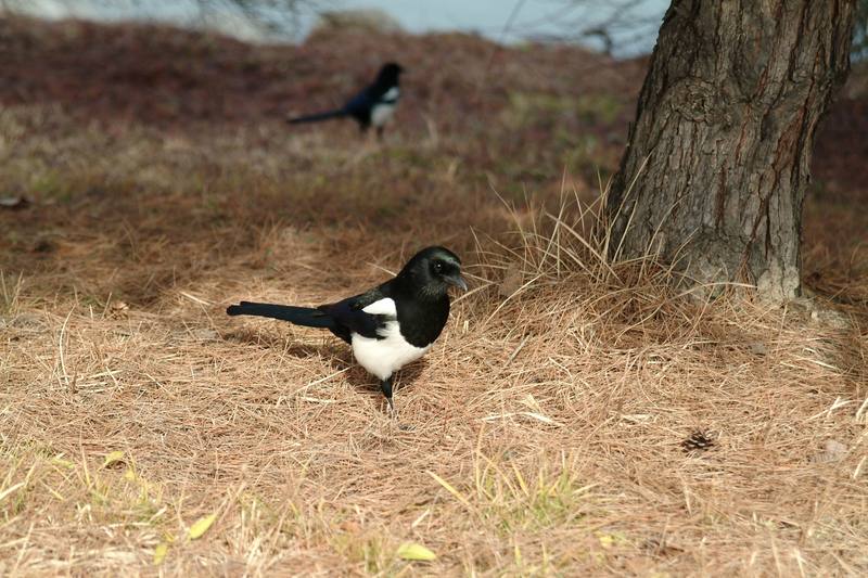 까치 Pica pica (Black-billed Magpie); DISPLAY FULL IMAGE.