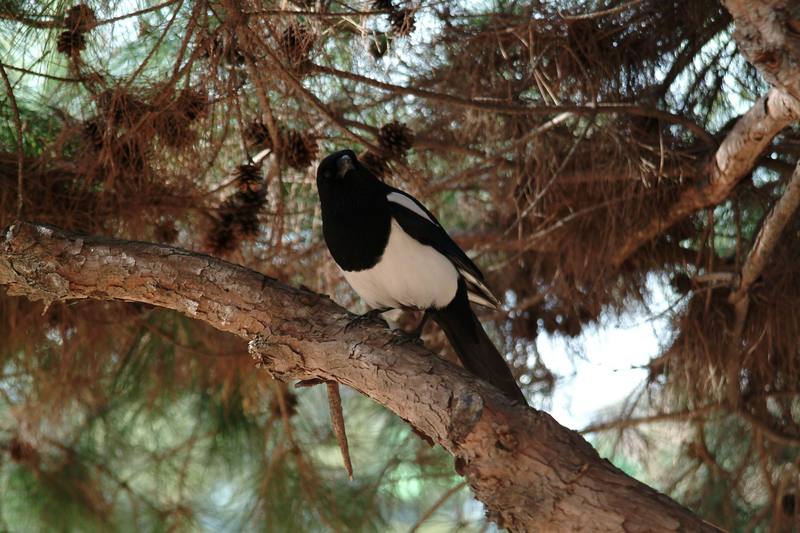 까치 Pica pica (Black-billed Magpie); DISPLAY FULL IMAGE.