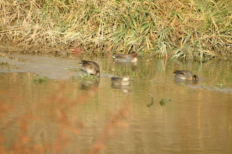 쇠오리 Anas crecca crecca (Common Teals); DISPLAY FULL IMAGE.