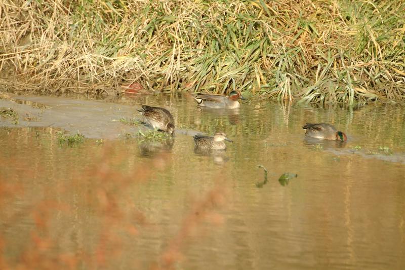 쇠오리 Anas crecca crecca (Common Teals); DISPLAY FULL IMAGE.