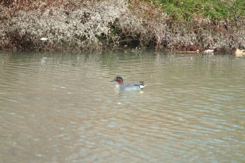 쇠오리 Anas crecca crecca (Common Teal); DISPLAY FULL IMAGE.