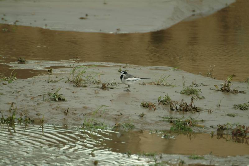 백할미새 Motacilla lugens (Black-backed Wagtail); DISPLAY FULL IMAGE.