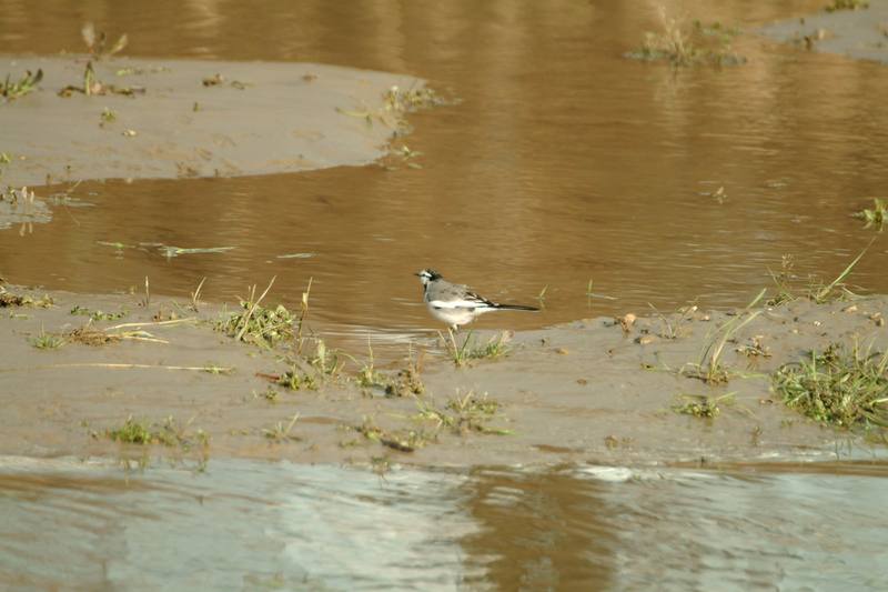 백할미새 Motacilla lugens (Black-backed Wagtail); DISPLAY FULL IMAGE.