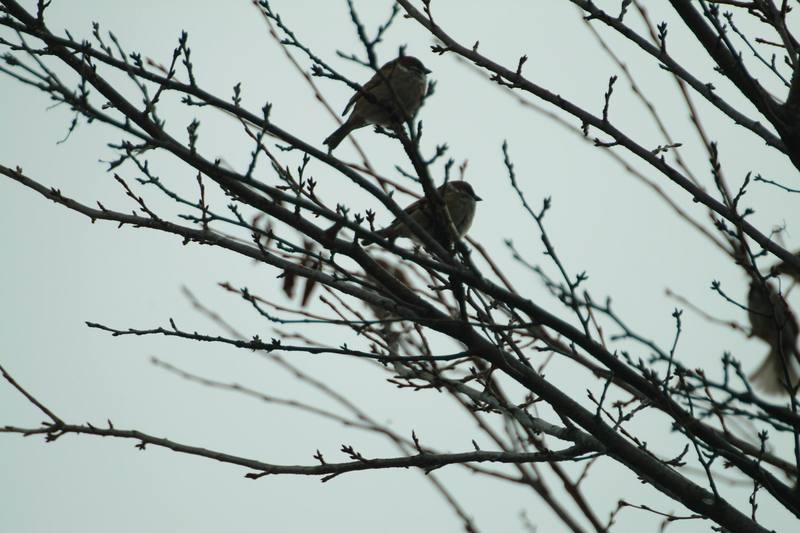 참새 Passer montanus (Tree Sparrow); DISPLAY FULL IMAGE.
