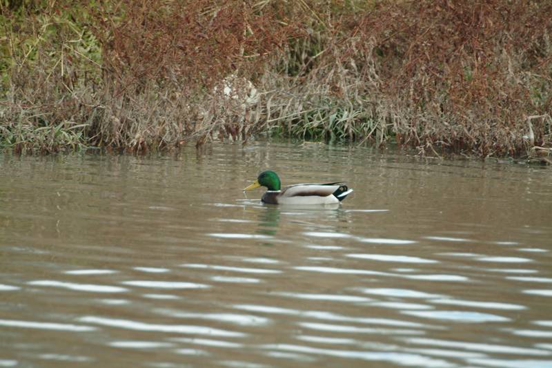 청둥오리 수컷 Anas platyrhynchos (Mallard Drake); DISPLAY FULL IMAGE.