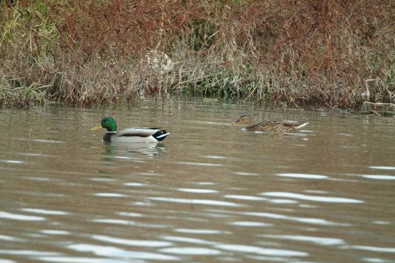 청둥오리 암수한쌍 Anas platyrhynchos (Mallard Ducks); DISPLAY FULL IMAGE.