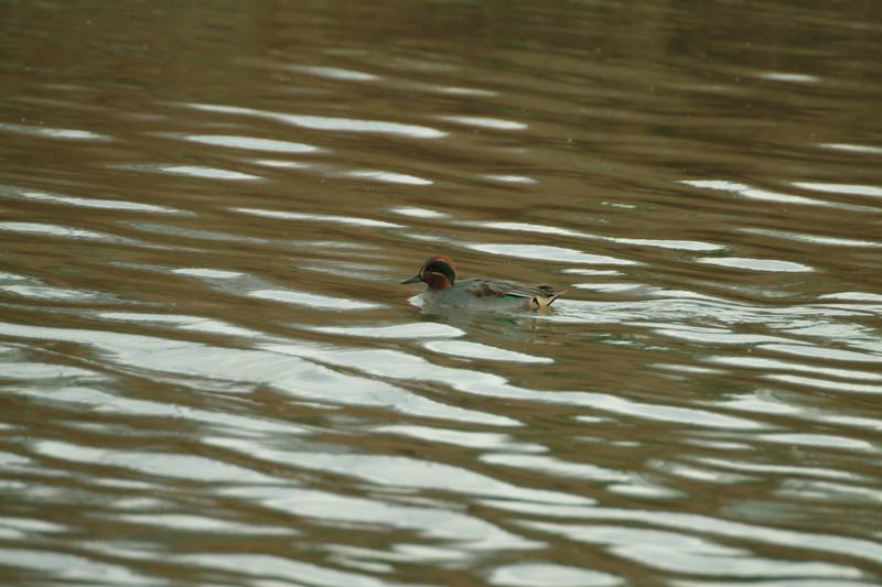 쇠오리 Anas crecca crecca (Common Teal); DISPLAY FULL IMAGE.