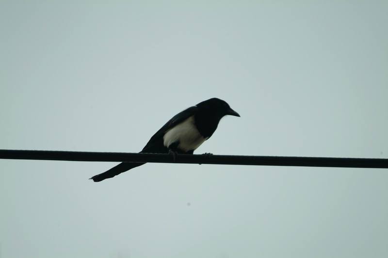 까치 Pica pica (Black-billed Magpie); DISPLAY FULL IMAGE.