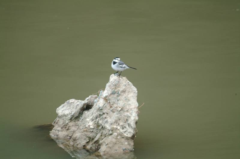 백할미새 Motacilla lugens (Black-backed Wagtail); DISPLAY FULL IMAGE.