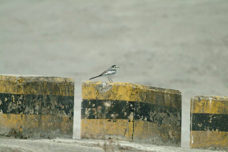 백할미새 Motacilla lugens (Black-backed Wagtail); DISPLAY FULL IMAGE.