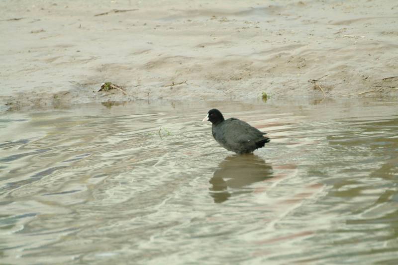 물닭 Fulica atra (Eurasian Coot); DISPLAY FULL IMAGE.