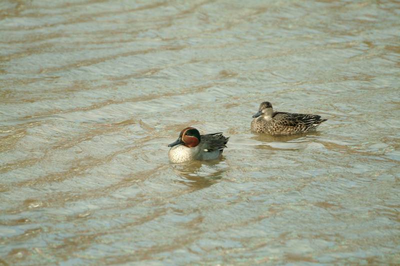 쇠오리 Anas crecca crecca (Common Teals); DISPLAY FULL IMAGE.