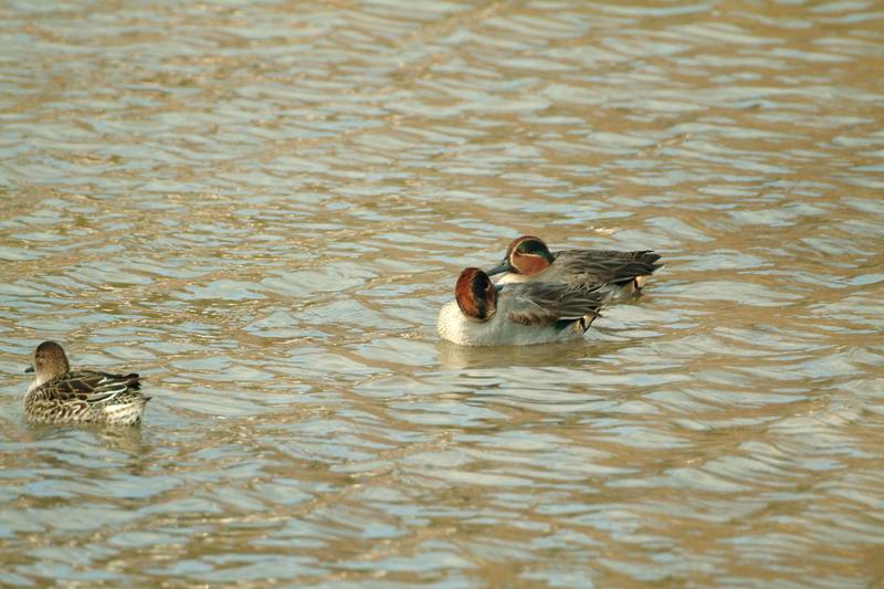 쇠오리 Anas crecca crecca (Common Teals); DISPLAY FULL IMAGE.