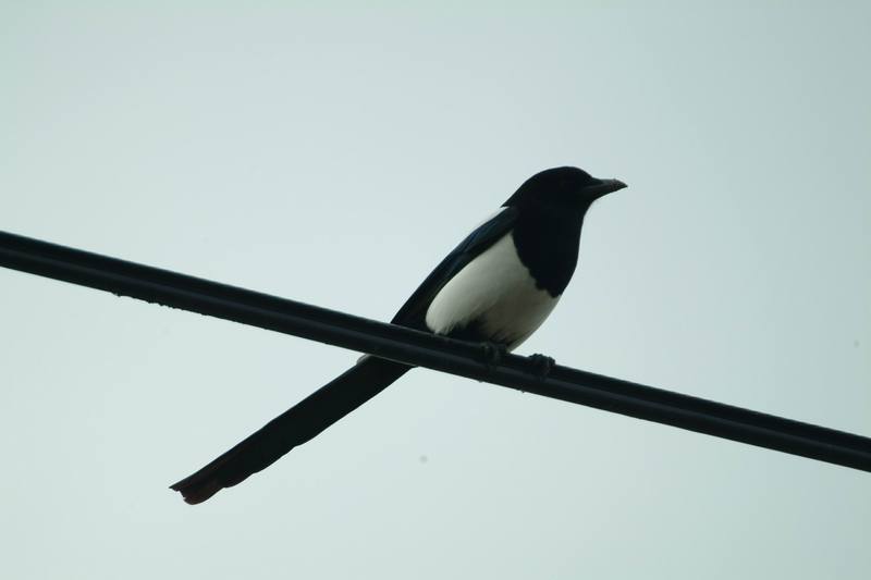 까치 Pica pica (Black-billed Magpie); DISPLAY FULL IMAGE.