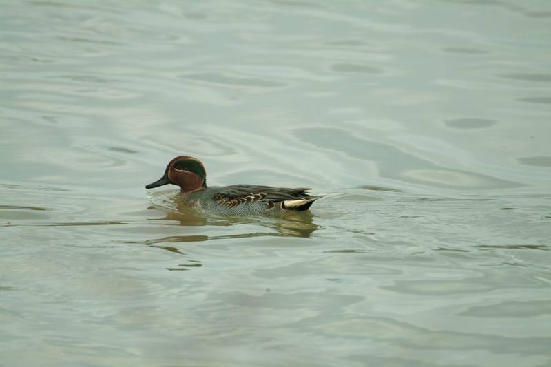 쇠오리 Anas crecca crecca (Common Teal); DISPLAY FULL IMAGE.