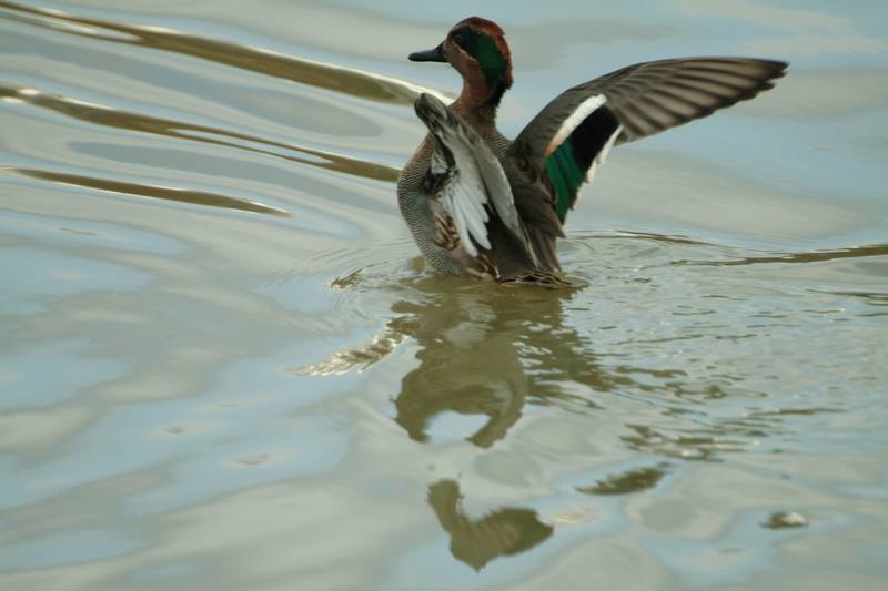 쇠오리 Anas crecca crecca (Common Teal); DISPLAY FULL IMAGE.