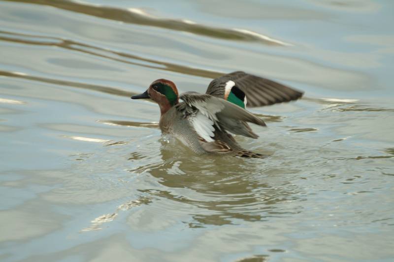 쇠오리 Anas crecca crecca (Common Teal); DISPLAY FULL IMAGE.