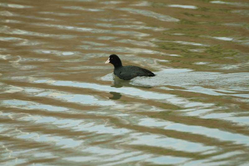 물닭 Fulica atra (Eurasian Coot); DISPLAY FULL IMAGE.