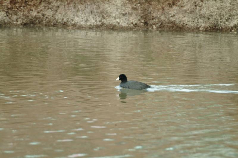물닭 Fulica atra (Eurasian Coot); DISPLAY FULL IMAGE.