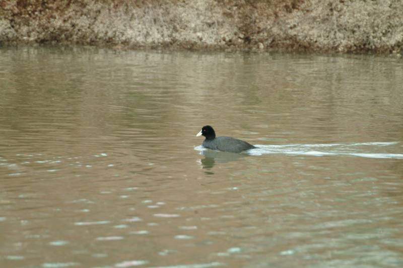 물닭 Fulica atra (Eurasian Coot); DISPLAY FULL IMAGE.