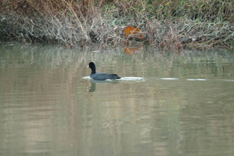 물닭 Fulica atra (Eurasian Coot); DISPLAY FULL IMAGE.