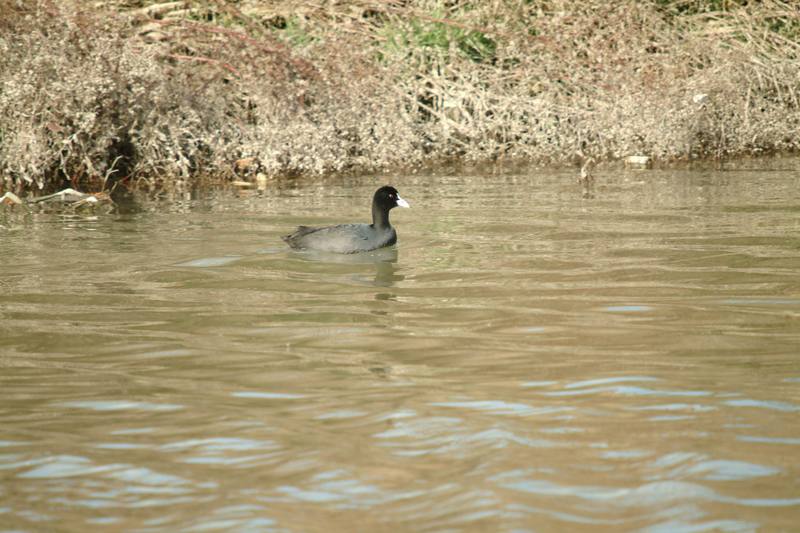 물닭 Fulica atra (Eurasian Coot); DISPLAY FULL IMAGE.