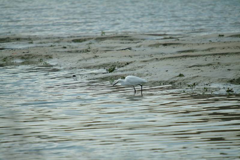 쇠백로 Egretta garzetta garzetta (Little Egret); DISPLAY FULL IMAGE.