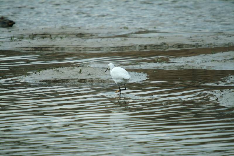 쇠백로 Egretta garzetta garzetta (Little Egret); DISPLAY FULL IMAGE.