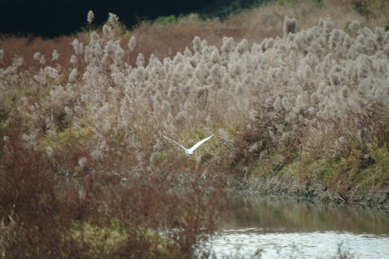 쇠백로 Egretta garzetta garzetta (Little Egret); DISPLAY FULL IMAGE.